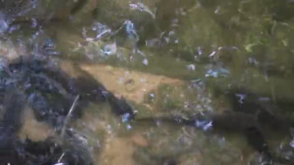 Atmósfera en la orilla del río con el agua ondulada y tienen reflejos de luz con peces bajo el agua — Vídeos de Stock