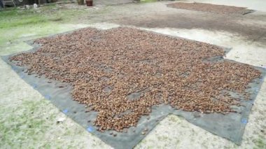 Büyük alanda güneş ile kaju fıstığı aerate