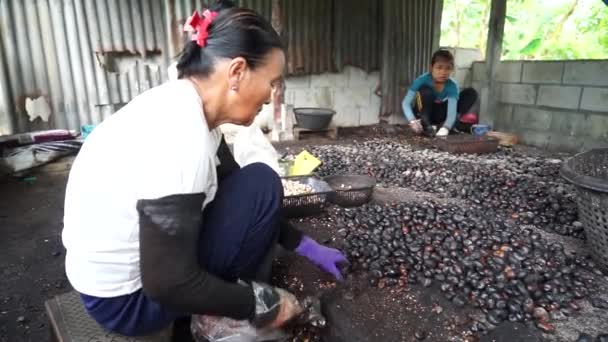 Workers are shelling cashews with small hammers in the production line area — Stockvideo