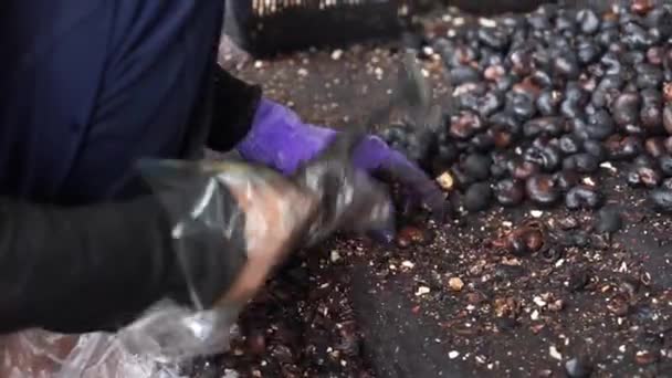 Arbeiter beschießen Cashewkerne mit Hämmern — Stockvideo