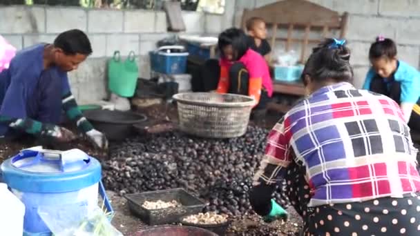 Arbeiter beschießen Cashewkerne mit kleinen Hämmern im Bereich der Produktionslinie — Stockvideo