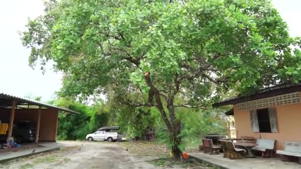 Anacardo y sus frutos secos están maduros en el árbol — Vídeo de stock