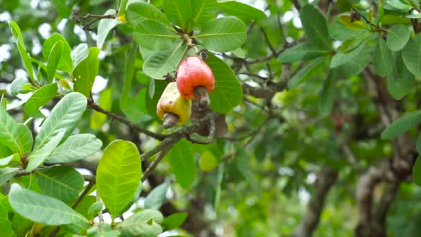 Anacardo y sus frutos secos están maduros en el árbol — Vídeos de Stock