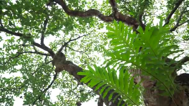 Cashew and their nuts are ripe on tree — Stock Video