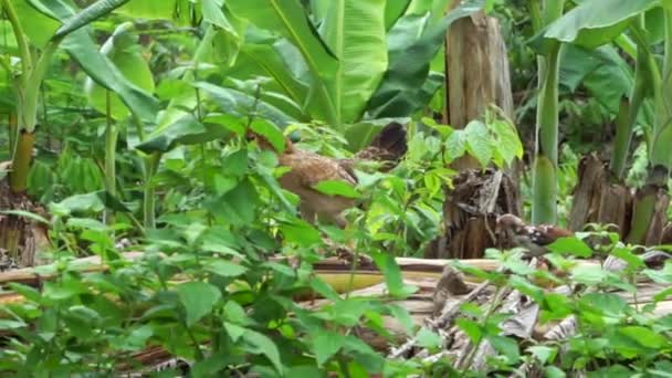 Chicks walking follow to hen — Stock Video