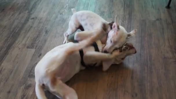 Two jack russell dogs play together — Stock Video