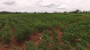Cassava Farm havadan görünümü
