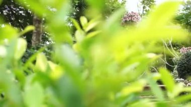 Büyük dekoratif modeli Bisiklet bahçesinde ortaya çıkarmak için Dolly vurdu