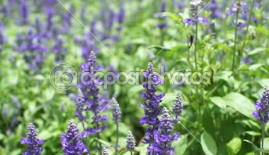 Mavi salvia mor çiçekler, nane aile bitki