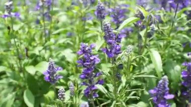 Mavi salvia mor çiçekler, nane aile bitki