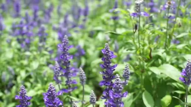 Blauwe salvia paarse bloemen, mint familie plant — Stockvideo