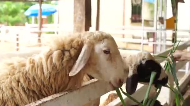 Bílé a Černé ovce jíst trávu — Stock video
