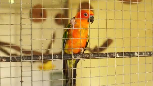 Parrot in the bird cage — Stock Video