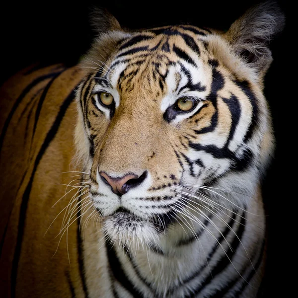 Close-up van gezicht tijger geïsoleerd op zwarte achtergrond — Stockfoto