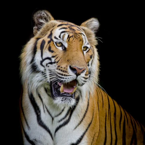 Κοντινό πλάνο πρόσωπο τίγρη που απομονώνονται σε μαύρο φόντο — Φωτογραφία Αρχείου