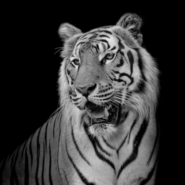 Chiudere faccia tigre isolato su sfondo nero — Foto Stock