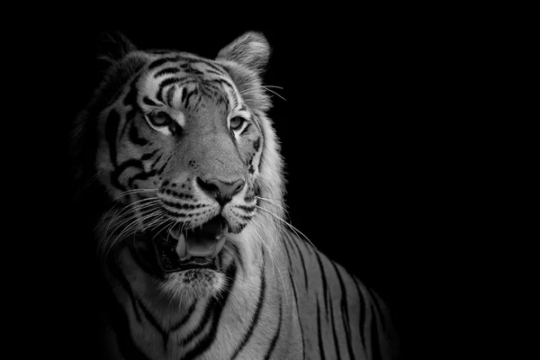 Gros plan visage tigre isolé sur fond noir — Photo