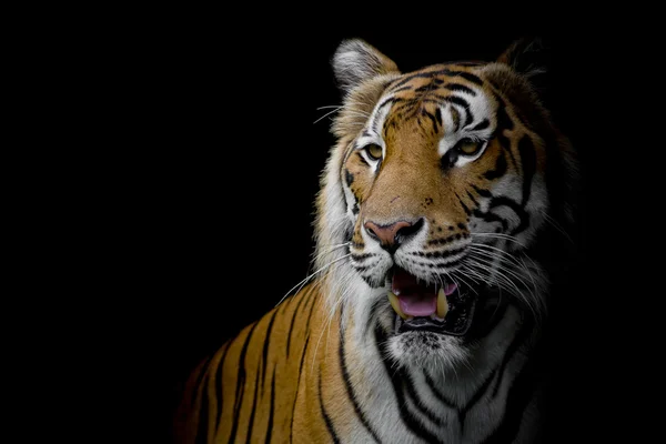 Primer plano cara tigre aislado sobre fondo negro — Foto de Stock