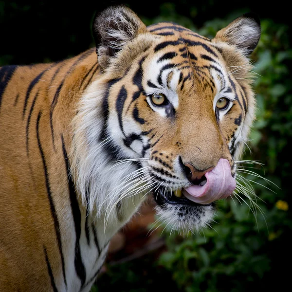 Schwarz-weißer Tiger sucht seine Beute und ist bereit, sie zu fangen. — Stockfoto