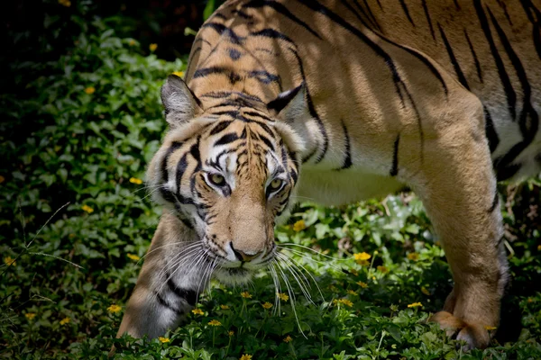 Svart och vit Tiger ser hans offer och redo för att fånga det. — Stockfoto