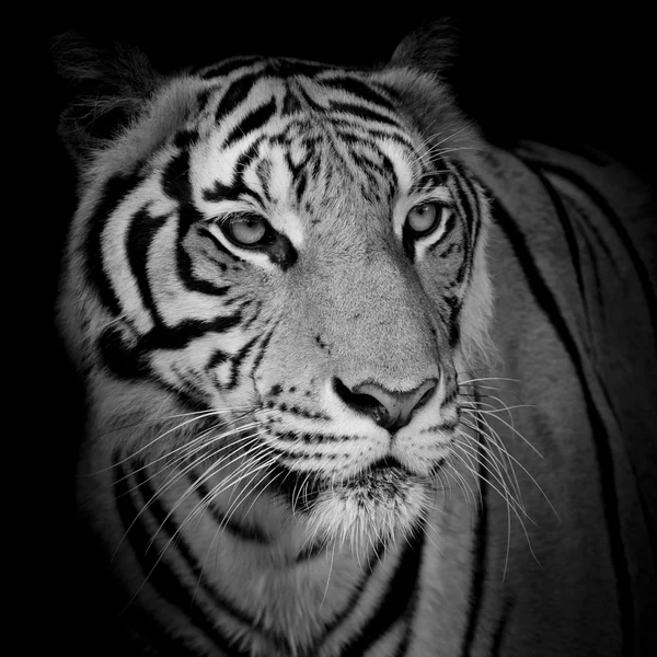 Primer plano cara tigre aislado sobre fondo negro Fotos De Stock Sin Royalties Gratis