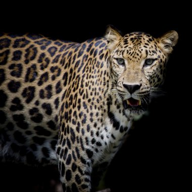 Leopar portre arka plan