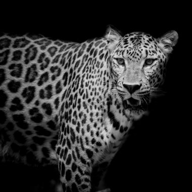 Leopar portre arka plan