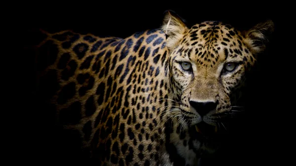 Retrato de leopardo fundo — Fotografia de Stock