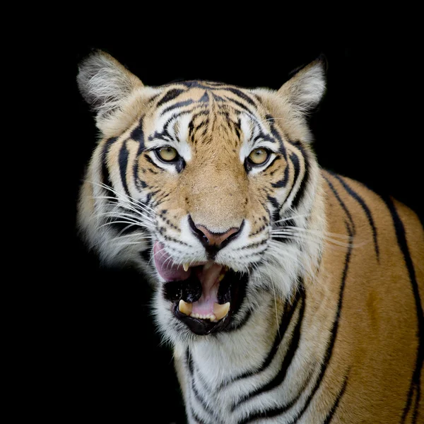 Tigre noir et blanc regardant sa proie et prêt à l'attraper . — Photo