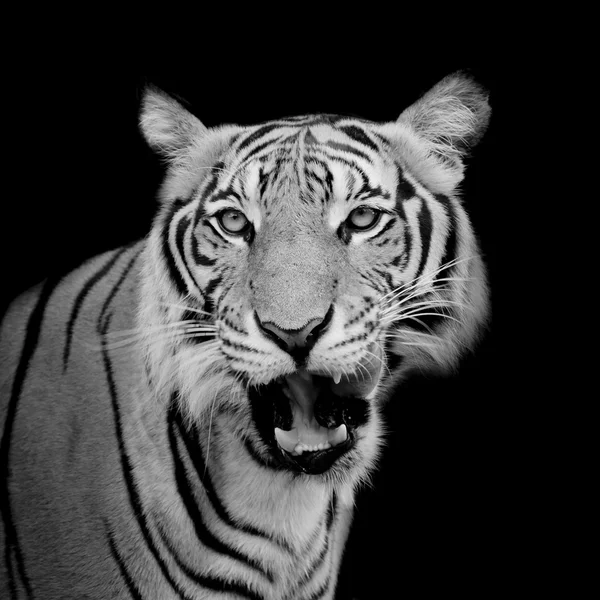 Tigre preto e branco olhando sua presa e pronto para pegá-lo . — Fotografia de Stock