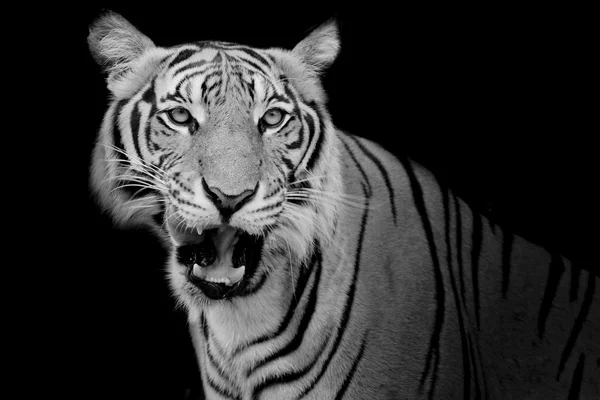 Tigre blanco y negro mirando a su presa y listo para atraparla . — Foto de Stock