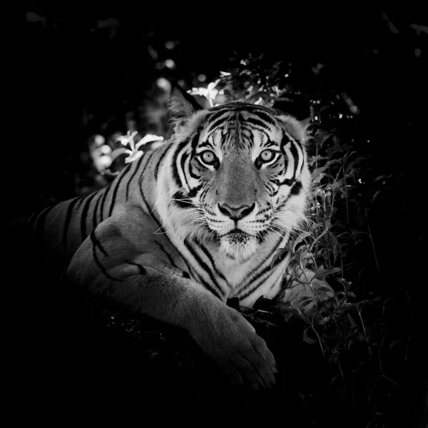 Preto & Branco tigre bonito - isolado em fundo preto — Fotografia de Stock