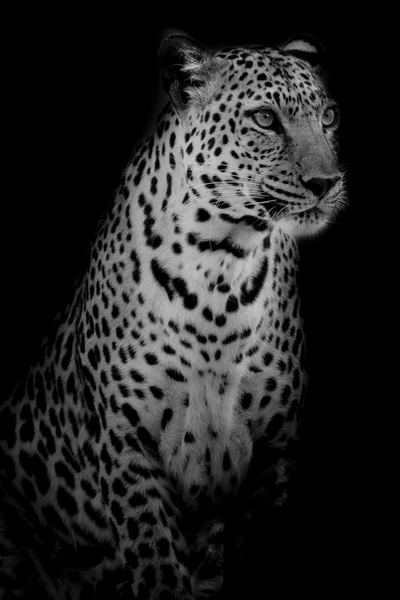 Blanco y negro Retrato de leopardo aislado sobre fondo negro —  Fotos de Stock