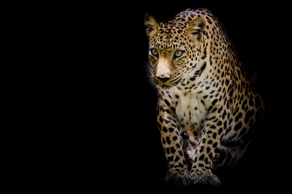 Retrato de leopardo isolado sobre fundo preto — Fotografia de Stock