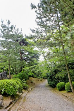 Geçit Lane yolu ormandaki yeşil ağaçlar ile. Güzel sokakta