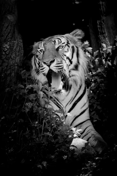 Закрывать лицо тигр изолирован на черном фоне — стоковое фото