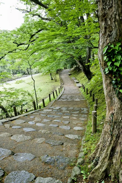 森の緑の木々 通路車線道。美しい路地 — ストック写真