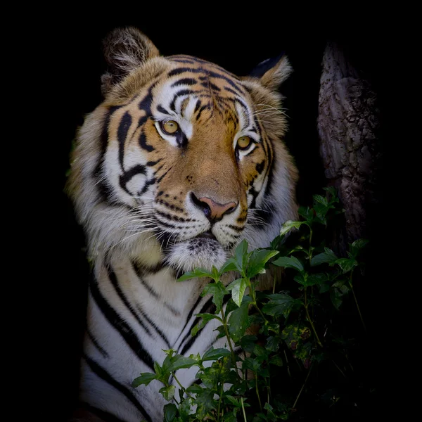 Tigre mirando a su presa y listo para atraparla — Foto de Stock