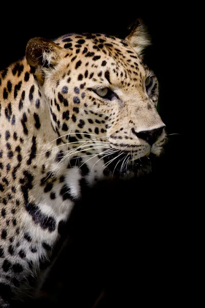 Retrato de leopardo fundo — Fotografia de Stock