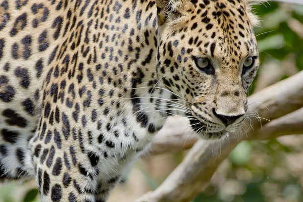 Fondo de retrato de leopardo — Foto de Stock
