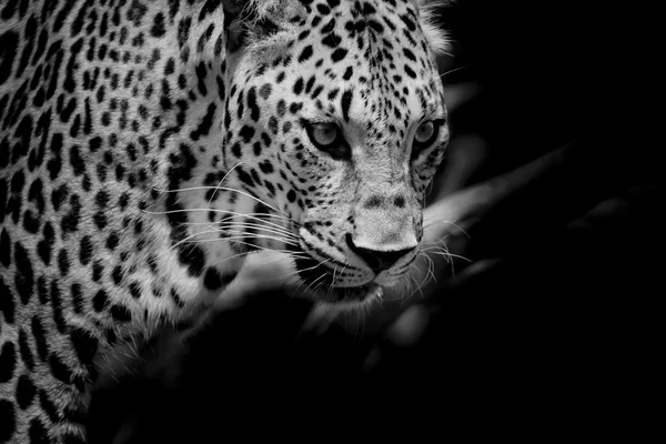 Leopardo ritratto sfondo — Foto Stock