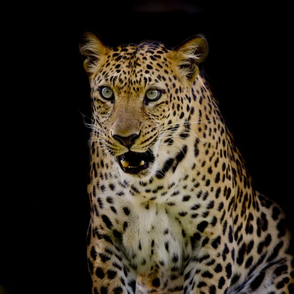 Retrato de leopardo fundo — Fotografia de Stock