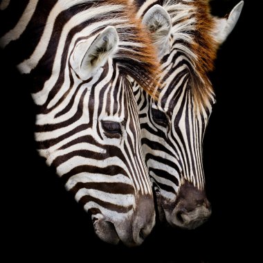 Bir Headshot bir bayağı Zebra