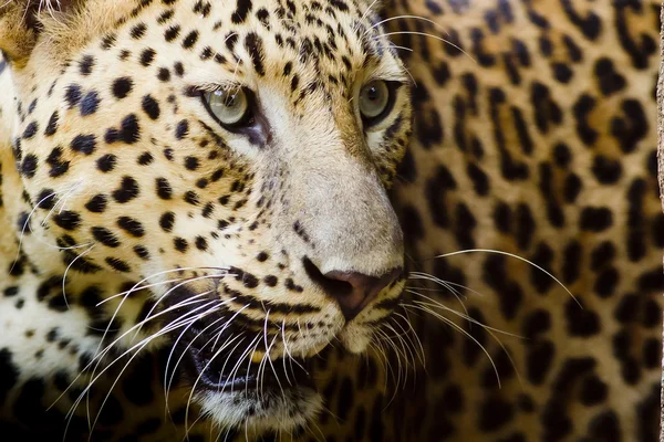 Retrato de leopardo — Fotografia de Stock