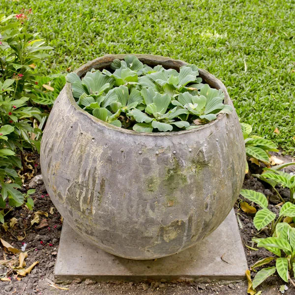 Petites plantes plantent dans un pot d'eau dans le jardin . — Photo