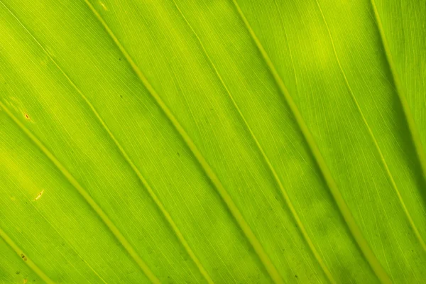 Текстурный фон подсветки свежего зеленого листа. — стоковое фото