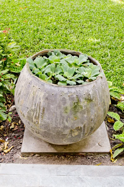 Plantas pequenas estão plantando em jarro de água no jardim . — Fotografia de Stock