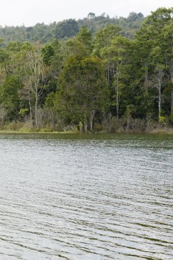 Ağaçlar nehir manzaralı