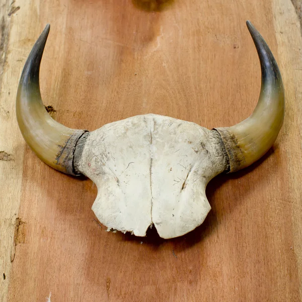 Head skull of bull isolated on wooden background — Stock Photo, Image