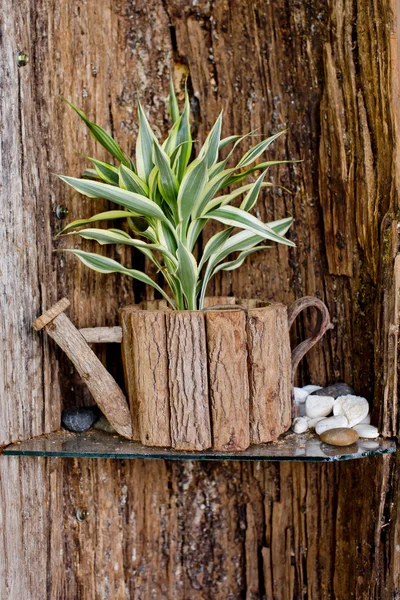 Small tree is in wooden flowerpot with wooden background. — Stock Photo, Image